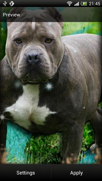 Pitbull Dog Live Wallpaper - Preview 4
