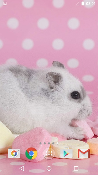 Cute Animals Live Wallpaper - Preview 6