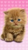 Baby Cat screenshot 9