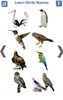 تعليم أسماء الطيور باللغة الانجليزية screenshot 1