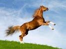 Horse Jigsaw Puzzles screenshot 2