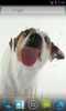 Dog Licks Screen Wallpaper screenshot 5