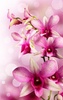 Orchid Live Wallpaper screenshot 1