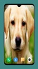 Dog Wallpaper 4K screenshot 14