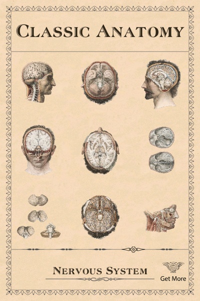 Classic Anatomy - Preview 4