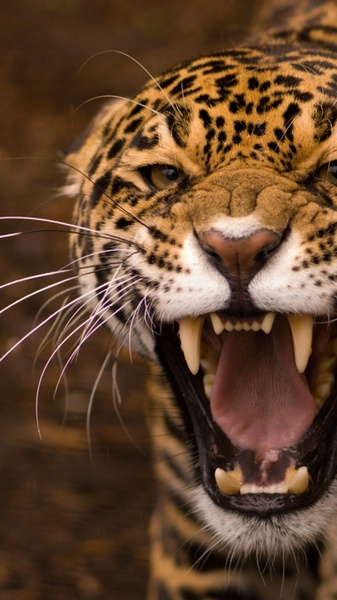 Animal Wallpapers for Chat - Preview 3