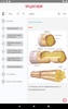 Pocket Anatomy and Physiology screenshot 9