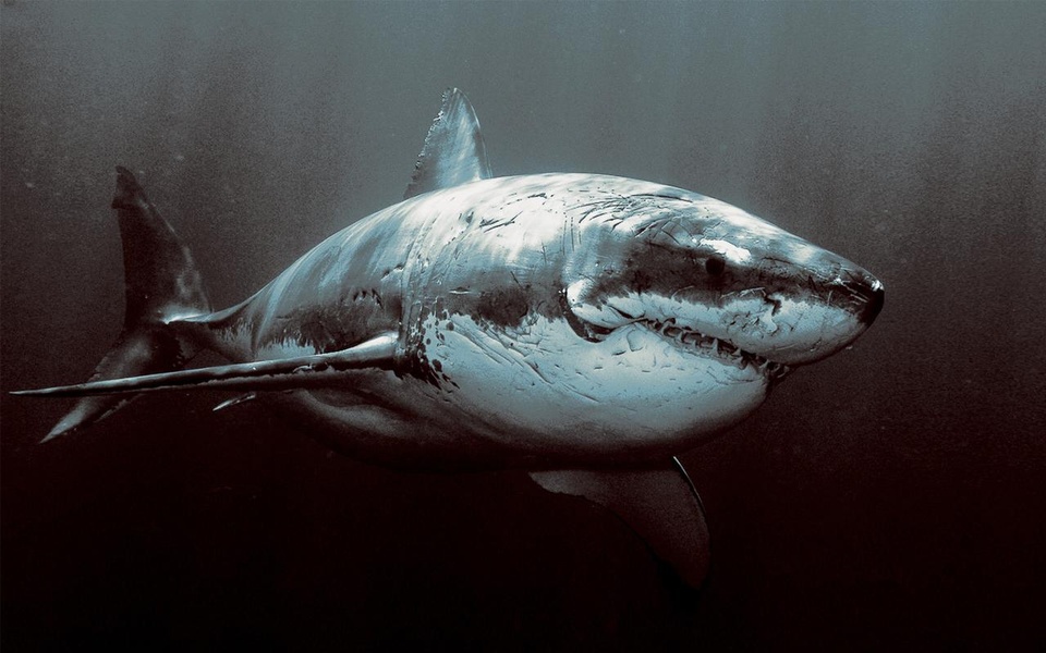 Shark Live Wallpaper - Preview 1