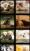 Cute Puppies HD Wallpapers screenshot 2