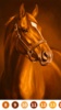 Horse Color by Number screenshot 3