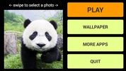 Panda LWP + Games Puzzle screenshot 7
