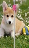 Cute Puppy Zip Screen Lock screenshot 3