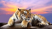 Wild animals Live Wallpaper screenshot 1