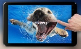 Dogs Underwater Live Wallpaper screenshot 1