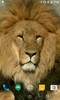 Lion HD Live Wallpaper screenshot 1