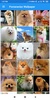 Pomeranian HD Wallpapers screenshot 5