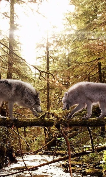 Wolves Live Wallpaper - Preview 7