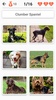 Dog Breeds - Quiz about all dogs of the world! screenshot 3