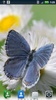 Butterflies Live Wallpaper screenshot 7