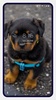 Rottweiler Dog Wallpapers screenshot 8