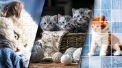 Cute Kitten Puzzle Kit screenshot 4