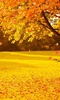 Autumn Wallpaper screenshot 6