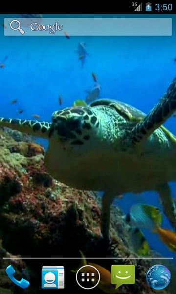 Sea Turtle - Preview 3