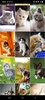 Cute Kittens Wallpapers screenshot 3