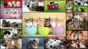 Cats Jigsaw Puzzle Game Kids screenshot 10