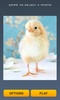 Cute Chicks Puzzle screenshot 7
