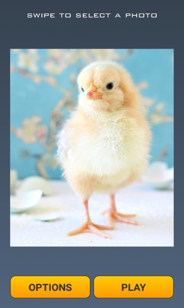 Cute Chicks Puzzle - Preview 7