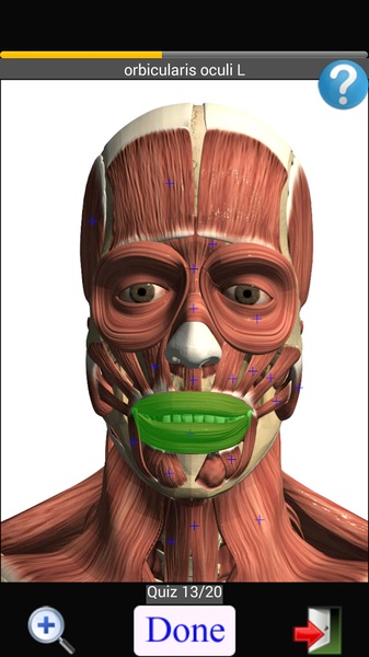 Anatomy Quiz Lite - Preview 15
