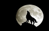 Wolves Live Wallpaper screenshot 2