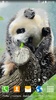 Cute Panda Live Wallpaper screenshot 8