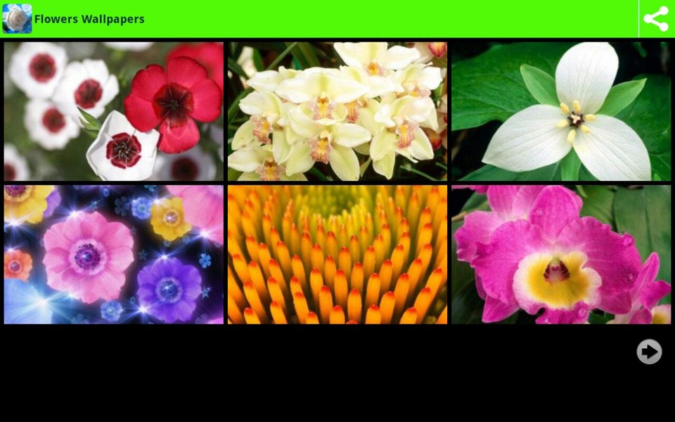 Flowers Wallpapers - Preview 6