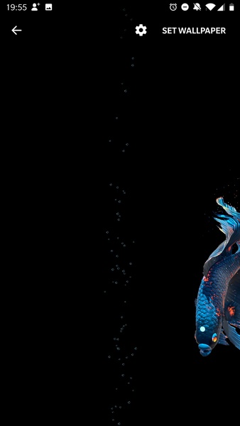 Betta Fish Live Wallpaper - Preview 3