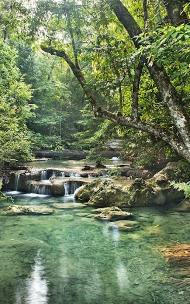 Jungle Live Wallpaper - Preview 7