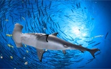 The Hammerhead Shark screenshot 7