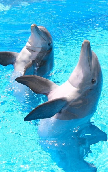 Dolphin HD Live Wallpaper - Preview 8