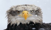 صور و خلفيات للحيوانات في الشتاء screenshot 1