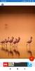 Flamingo Wallpaper: HD images, Free Pics download screenshot 3