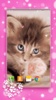 Cute Kittens Live Wallpaper screenshot 3