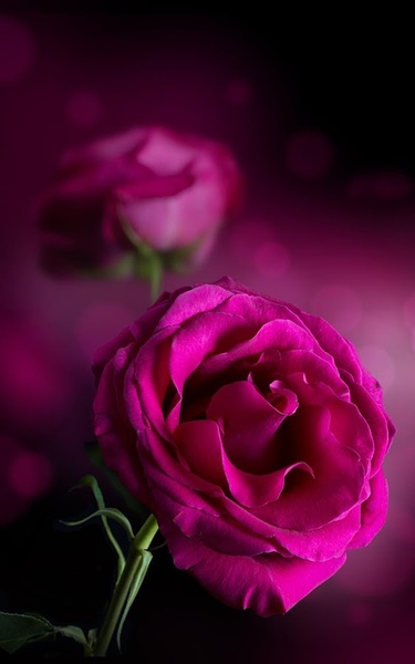 Pink Rose Live Wallpaper - Preview 6