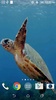 Turtle 3D Live Wallpaper screenshot 4