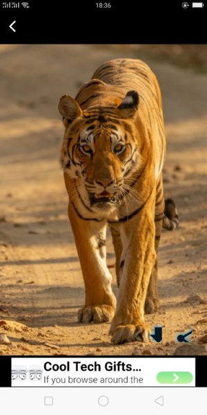 Tiger wallpaper - Preview 4