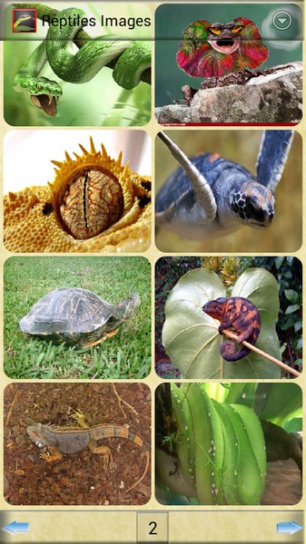 Reptiles Images - Preview 1