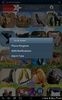 Top Animal Ringtones screenshot 2