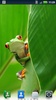 Tree Frogs Live Wallpaper screenshot 1