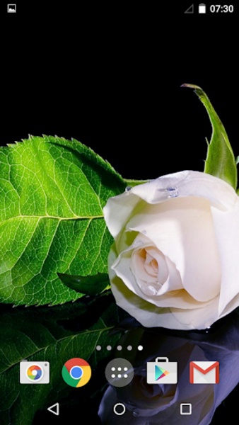 Roses - Preview 6