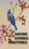Nature Sounds Ringtones screenshot 2